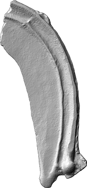 Knopfsichel, Fragment (Sichel, Knopfsichel aus Bronze)