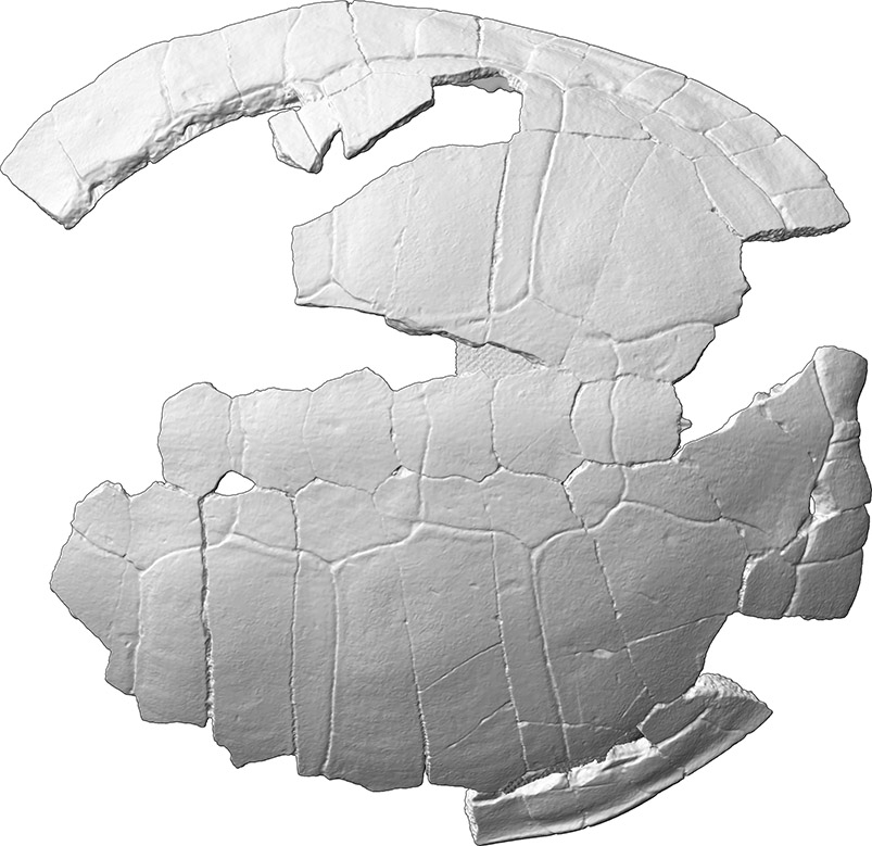 Schildkrötenpanzer, Fragment (allg. Fundklasse Sonstiges aus Knochen)