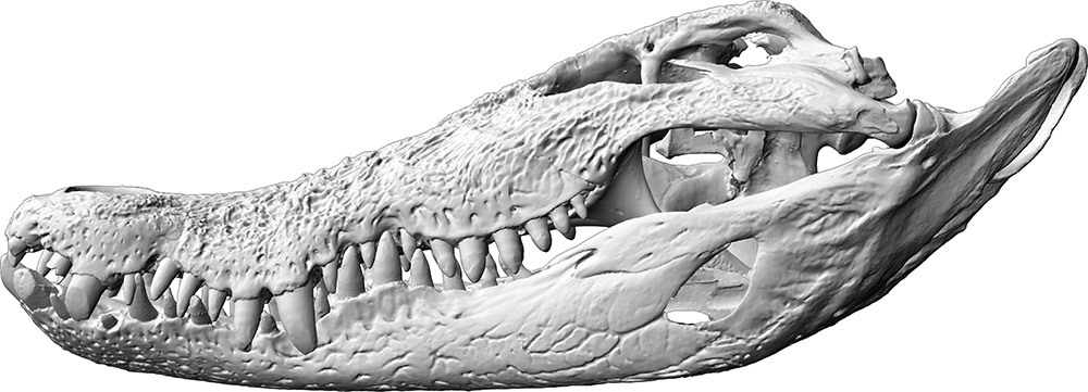 Krokodil „Max“, Schädel (ca. 1956 - 2015 n. Chr.)