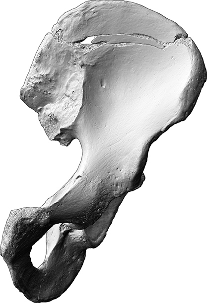 linke Beckenschaufel (Os coxae) (Bestattungen von Mensch und Tier, Skelettrest aus Knochen)