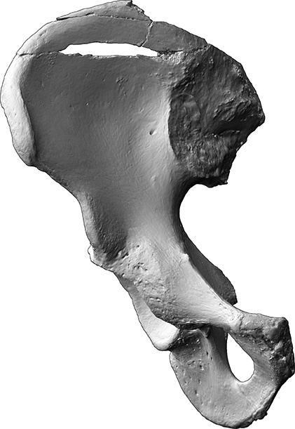 rechte Beckenschaufel (Os coxae) (Bestattungen von Mensch und Tier, Skelettrest aus Knochen)
