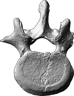 3. Lendenwirbel (vertebra lumbale 3) (Bestattungen von Mensch und Tier, Skelettrest aus Knochen)