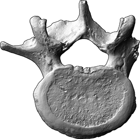 4. Lendenwirbel (vertebra lumbale 4) (Bestattungen von Mensch und Tier, Skelettrest aus Knochen)