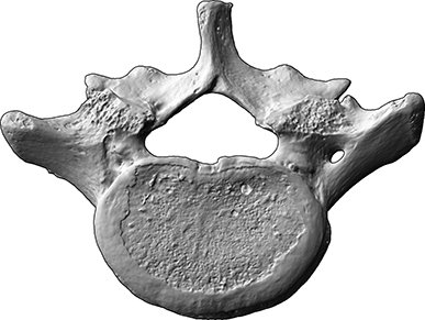5. Lendenwirbel (vertebra lumbale 5) (Bestattungen von Mensch und Tier, Skelettrest aus Knochen)