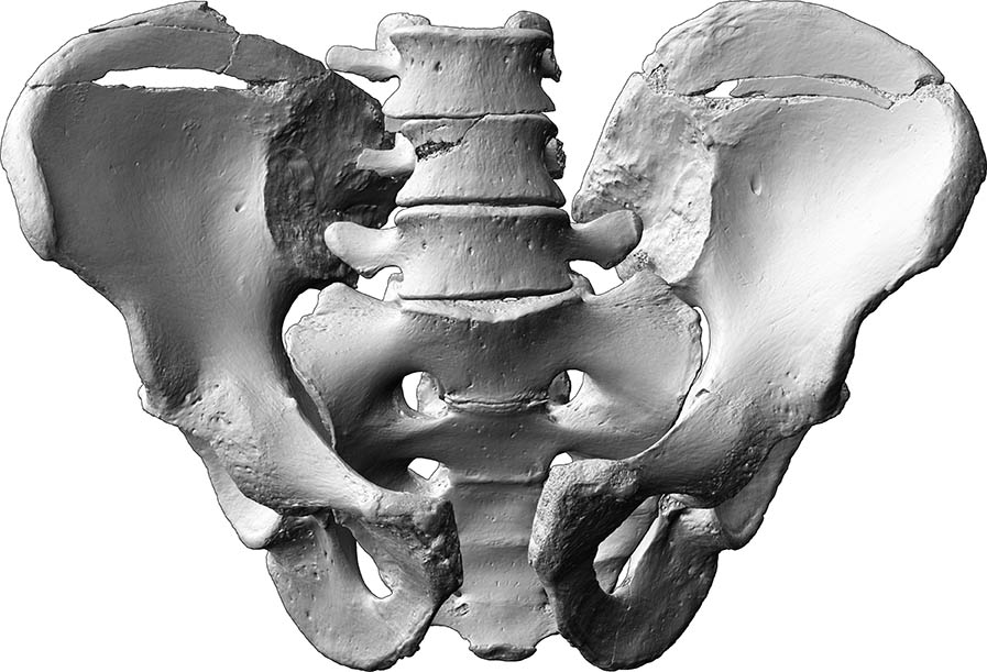 3D-Rekonstruktion des Unterleibs (Bestattungen von Mensch und Tier, Skelettrest aus Knochen)